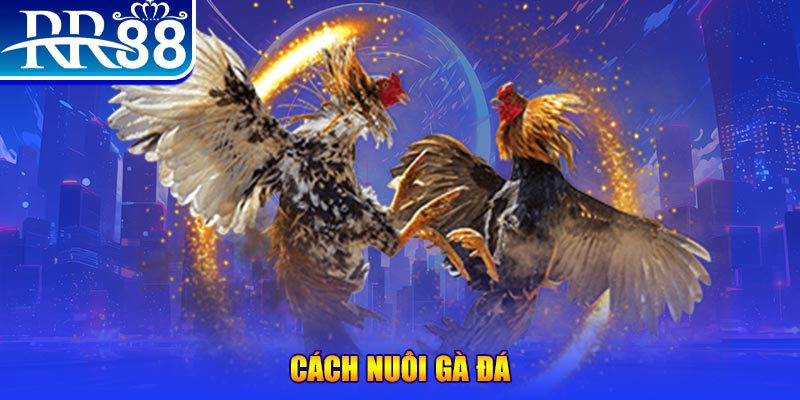 ok king đăng nhập phỏm đổi thưởng