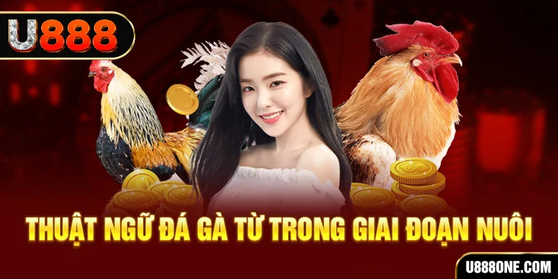 ok king xổ số miền bắc 90 ngày