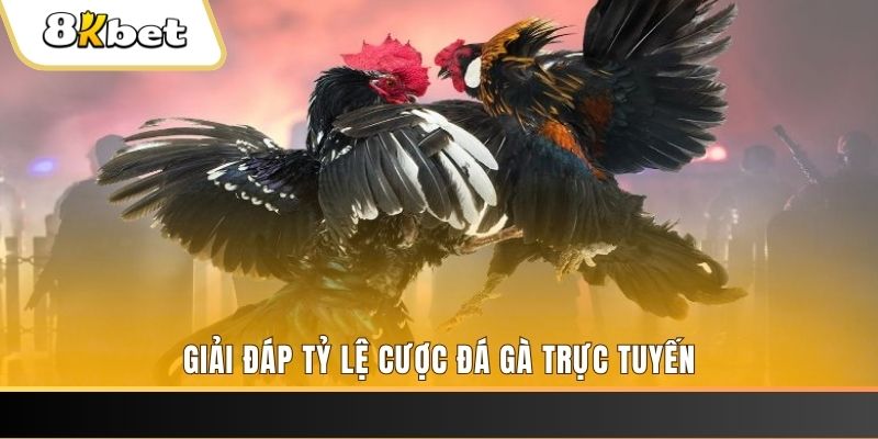 ok king ga choi cau thanh