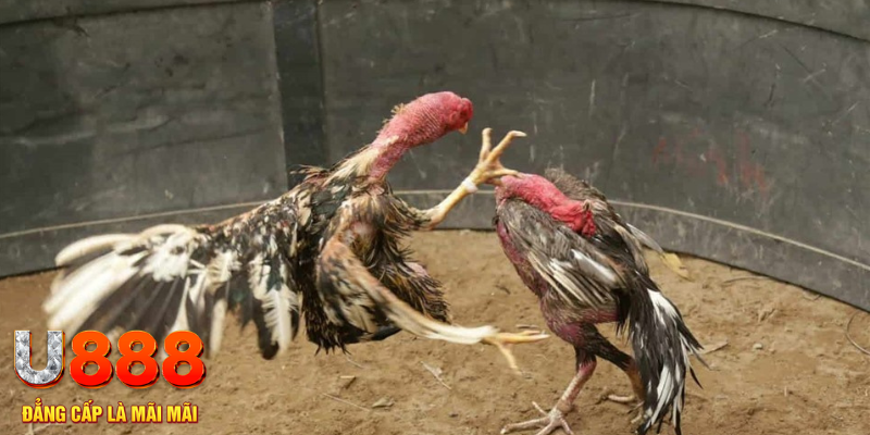 ok king đăng nhập liêng hôm nay